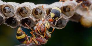 We did not find results for: Comment Se Debarrasser D Un Nid De Guepes