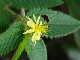 Image result for Corchorus kirkii