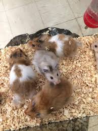 Description:madison pet shop is a fine art company located in 26 main st, madison, new jersey, united states. Look At All The Amazing Hamsters We Madison Pet Shop Facebook