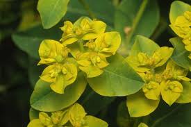Image result for Euphorbia depauperata