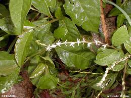 Image result for Petiveria alliacea