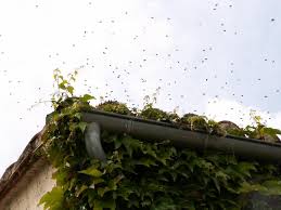Car elles creusent le sol d'une galerie qui conduit à des cellules dans lesquelles elles pondent et nourrissent leurs larves. Des Abeilles Sous Le Toit Salon De Discussion Les Clubs Forum Les Clubs Forum Auto