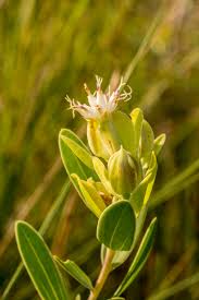 Image result for Lopholaena sp.no.1