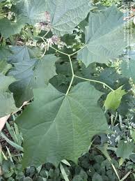 Image result for Alangium chinense