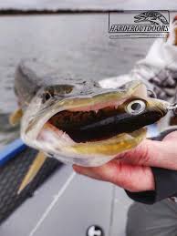 All you need to pull in those winning bass is a hot spot and the right lure and i have a super combo for you that is sure to serve up tourney bustin bass. Early Spring Northern Pike Faq Barry Jay S And Rainbow Marine Edmonton Alberta
