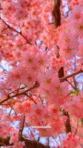 Image result for Rotheca aurantiaca