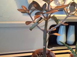 Consider enhancing its visual appeal with copper kitchen accessories. Help With Kalanchoe Copper Spoons