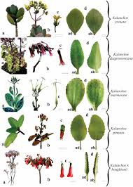 Image result for Kalanchoe crenata
