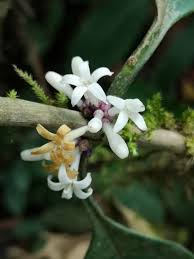 Image result for Craterispermum