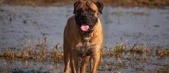 Click here to be notified when new boerboel puppies are listed. African Boerboel Puppies For Sale Greenfield Puppies