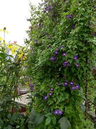 Image result for Gynura scandens