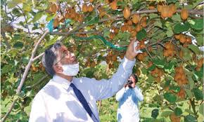 Kiwi fruit is popular, which is full of health properties. Trial Cultivation Of Kiwi Yields Promising Results Newspaper Dawn Com