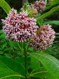 Common Milkweed Asclepias Syriaca Google Search Milkweed Seeds Plants Milkweed Plant