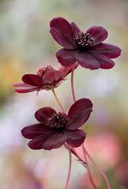 Ive Freya Wonderful Flowers Beautiful Rose Flowers Flower Photos