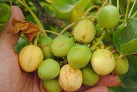 Image result for Jatropha curcas