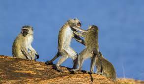 Male Vervet Monkeys Attack Their Group Members To Break Up Fights •