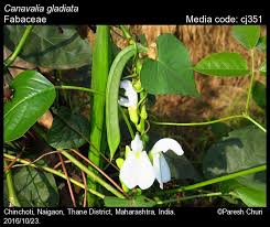 Image result for Canavalia gladiata