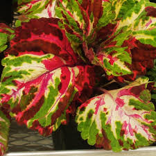 Image result for Coleus guerkei