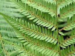 Image result for Cyathea capensis