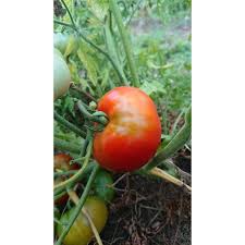 We did not find results for: Tomate De Faineant Silvery Fir Tree Solanum Lycopersicum Graines Seeds