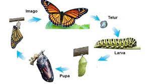 Rayap itu merupakan serangga dengan metamorfosis yang tidak sempurna loh, rayap mempunyai siklus. Metamorfosis Tidak Sempurna Ditandai Dengan Metamorfosis Satusgiga Seringkali Juga Tanpa Fase Pupa Atau Nimfa Dan