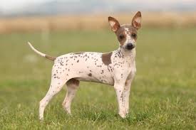 20 amazing short haired dog breeds low grooming needs with long hair comes a longer list of responsibilities. Short Haired Small Dogs Breeds For Those That Hate To Groom