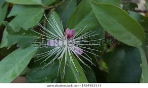 Image result for Capparaceae