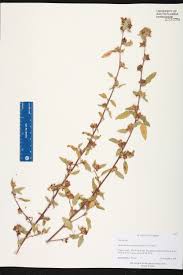 Image result for Malvastrum coromandelianum