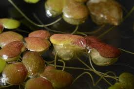 Image result for Lemna gibba