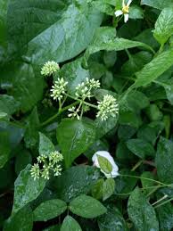 Image result for Nicolasia coronata