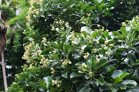 Image result for Hernandiaceae