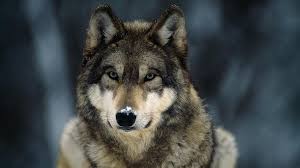 gray wolf pictures facts and map