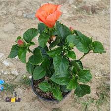 Image result for Hibiscus panduriformis
