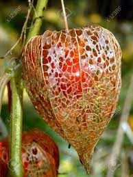 This lantern is perfect for those who like working with glue. Close Up Of A Dried Physalis Alkekengi Aka Bladder Cherry Or Chinese Lantern Showing A Skeletal Body With The Cherry Fruit Visible Inside Stock Photo Picture And Royalty Free Image Image 16877782
