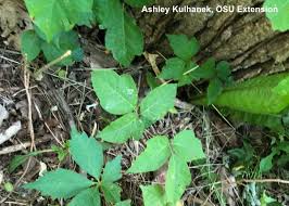 We did not find results for: Entwined By Vines Bygl