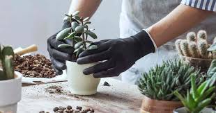 Christmas cacti in full bloom often flood the market in december, but these succulents don't. Succulent Soil Mix Make Your Own Succulent Potting Soil Recipes