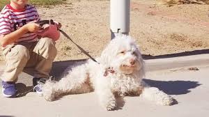 Postal Worker Accused Of Animal Cruelty For Spraying Dog With Pepper Spray Cbs8 Com