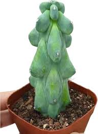 Image result for Myrtillocactus geometrizans