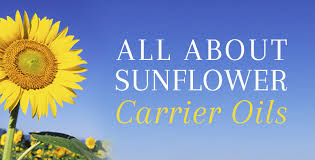 sunflower oil a rejuvenating oil benefits for healthy