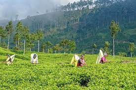 106 отметок «нравится», 4 комментариев — 삶의 향기 (@parkys0330) в instagram: ê°€ë‚œí•œ ë‚˜ë¼ì˜ ìµœê³ ê¸‰ í™ì°¨ ì‹œì‚¬in