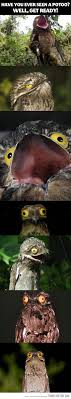 Creepy Bird With Big Mouth Have You Ever Seen A Potoo Funny Bird Pictures Funny Birds Funny Animals
