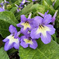 Image result for Streptocarpus glandulosissimus