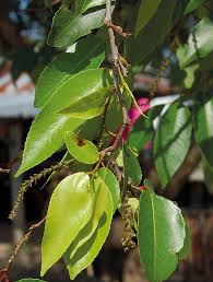 Image result for Shirakiopsis