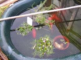 Maybe you would like to learn more about one of these? Goldfish Breeding Goldfish Pond And Background Bird Song Youtube