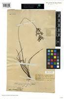 Image result for Fimbristylis scabrida