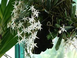 Image result for Aerangis kirkii