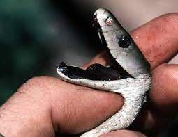 Top 10 Most Venomous Snakes In The World Poisonous Snakes Snake Venom Black Mamba Snake