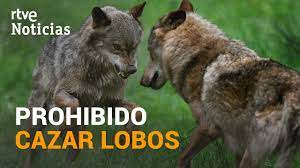 El LOBO ibérico blindado: Se PROHIBE su CAZA en todo el territorio español  | RTVE Noticias - YouTube