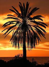 Pin By Susan Ray On Patterns I Like In 2020 Palm Tree Sunset Nature Beautiful Nature
