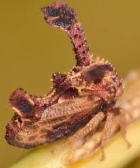 Image result for Setaria homonyma